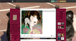 Desktop Screenshot of molly-chihuahua.skyrock.com