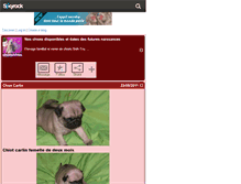 Tablet Screenshot of chiotshihtzu.skyrock.com