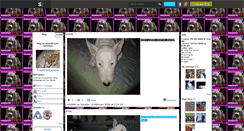 Desktop Screenshot of amstaff-bull-molosses.skyrock.com