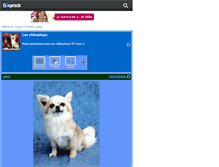 Tablet Screenshot of chihuahuas02.skyrock.com