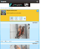 Tablet Screenshot of chardo-canari.skyrock.com