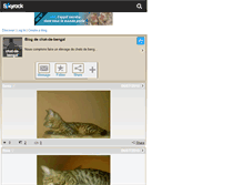 Tablet Screenshot of chat-de-bengal.skyrock.com