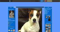 Desktop Screenshot of monjackrussellbouba.skyrock.com