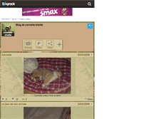 Tablet Screenshot of cannelle-sheltie.skyrock.com