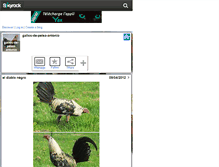 Tablet Screenshot of gallos-de-pelea-antonio.skyrock.com