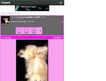 Tablet Screenshot of chihuahuaa.skyrock.com