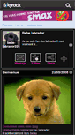 Mobile Screenshot of bebe-labrador2318.skyrock.com