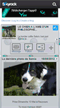 Mobile Screenshot of bordercollie.skyrock.com