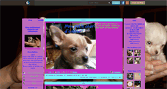 Desktop Screenshot of chihuahua-passion.skyrock.com