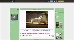 Desktop Screenshot of mon-jack-russel.skyrock.com